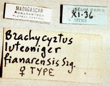 Brachycyrtus_fianarensis_labels