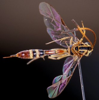 Brachycyrtus_fianarensis_HOLOTYPE