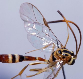 Brachycyrtus_fianarensis_HOLOTYPE