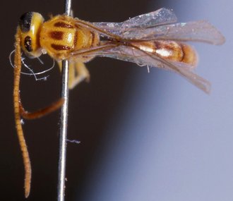 Brachycyrtus_luteoniger_HOLOTYPE