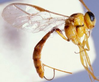 Brachycyrtus_luteoniger_HOLOTYPE