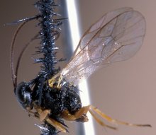 Campoletis_pedunculata_HOLOTYPE