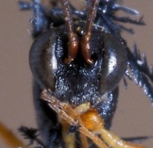 Campoletis_pedunculata