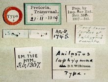 Campoletis_pedunculata_labels
