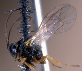 Campoletis_pedunculata