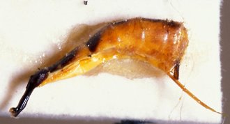 Campoletis_pedunculata