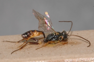 Limneria_africana