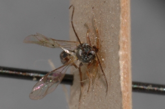 Limneria_africana