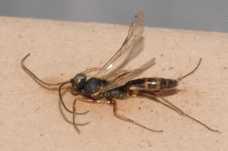 Limneria_africana
