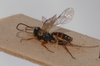Limneria_africana