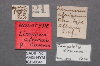 Limneria_africana_labels