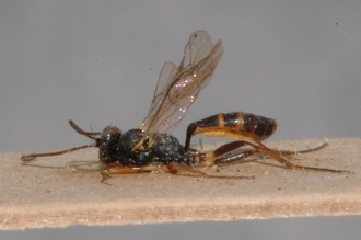 Limneria_africana