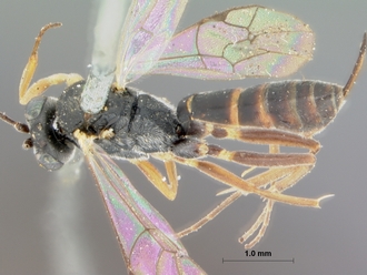 Campoletis_sordicincta_HOLOTYPE