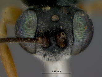 Campoletis_sordicincta_HOLOTYPE