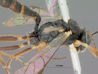 Campoletis_sordicincta_HOLOTYPE