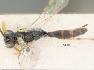 Phobocampa_strigipes_HOLOTYPE