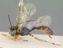 Campoletis_pedunculata_HOLOTYPE
