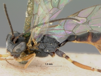 Phobocampa_strigipes_HOLOTYPE