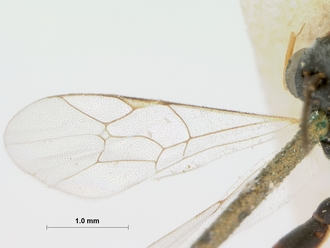 Phobocampa_strigipes_HOLOTYPE
