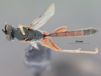 Campoplex_costulatus_HOLOTYPE