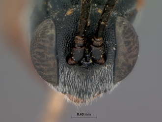 Campoplex_costulatus_HOLOTYPE