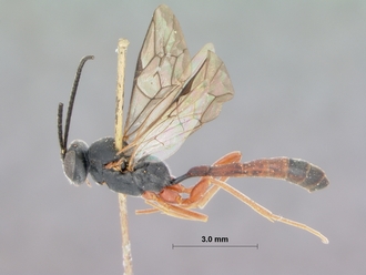 Campoplex_costulatus_HOLOTYPE