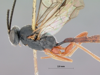 Campoplex_costulatus_HOLOTYPE