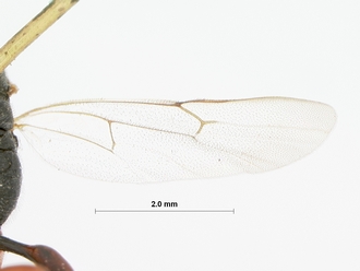 Campoplex_costulatus_HOLOTYPE