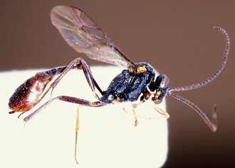 Casinaria_granulicoxis