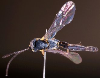Casinaria_granulicoxis
