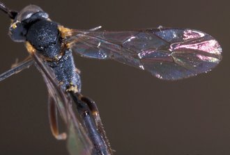 Casinaria_granulicoxis