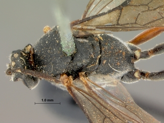 Casinaria_crassiventris_HOLOTYPE