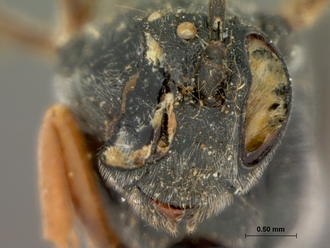 Casinaria_crassiventris_HOLOTYPE