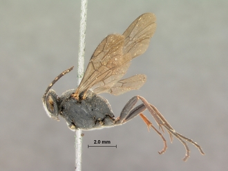 Casinaria_crassiventris_HOLOTYPE
