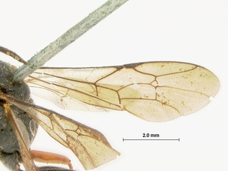 Casinaria_crassiventris_HOLOTYPE