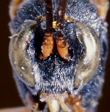 Charops_breviceps_HOLOTYPE