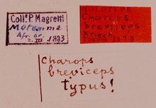 Charops_breviceps