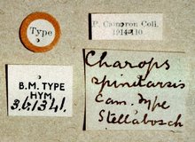 Charops_spinitarsis