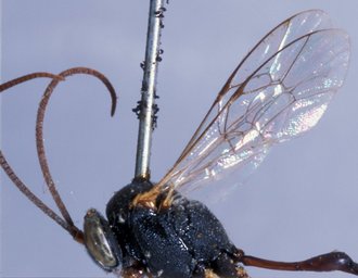 Charops_breviceps_HOLOTYPE