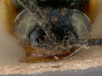 Charops_cariniceps_HOLOTYPE