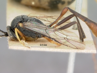 Charops_cariniceps_HOLOTYPE