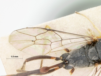 Charops_cariniceps_HOLOTYPE