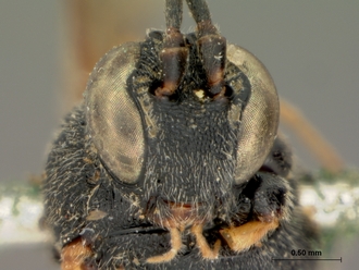 Charops_brevipenne_HOLOTYPE
