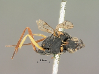 Charops_brevipennis_HOLOTYPE