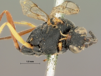Charops_brevipennis_HOLOTYPE
