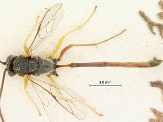 Trichomma_cariniscutum_HOLOTYPE