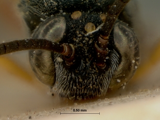 Trichomma_cariniscutum_HOLOTYPE