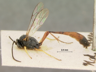 Trichomma_cariniscutum_HOLOTYPE