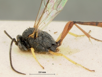 Trichomma_cariniscutum_HOLOTYPE