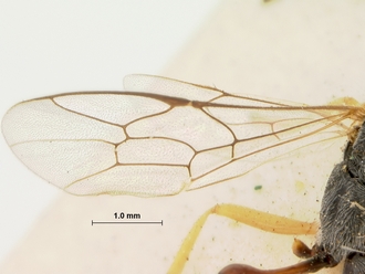 Trichomma_cariniscutum_HOLOTYPE